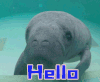 hello