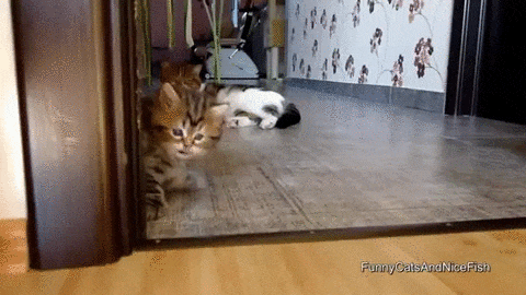 猫 小猫 爬 委屈