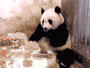 熊猫 可爱 萌 吃货
