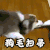 狗毛扫帚 扫地