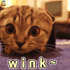 萌宠 猫咪 猫 撩 wink soogif soogif出品