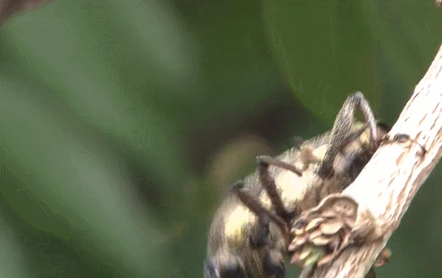昆虫 模仿大师：哥斯达黎加昆虫 纪录片 角蝉 食肉蝽象