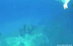 深海 海 游泳 潜水