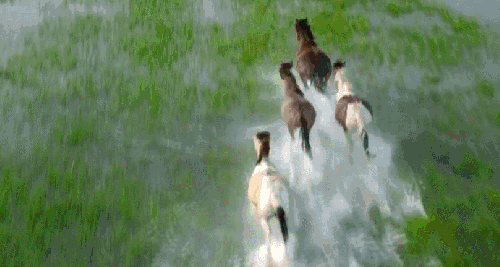 巴音布鲁克 新疆 水 湿地 纪录片 航拍中国 草原 马