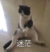 萌宠 喵星人 迷茫 不知所措 可爱 憨憨
