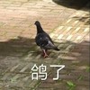 萌宠 鸽子 鸽了 放鸽子 呆萌 可爱