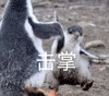 萌宠 企鹅 击掌 棒棒的 活泼 可爱