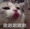 萌宠 喵星人 亲亲 咻咻 搞怪 逗