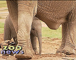 大象 小象 可爱