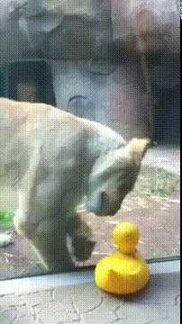 狮子 咬 黄鸭 玻璃