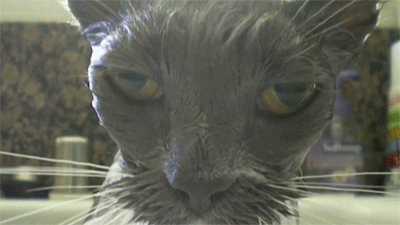 猫咪 一脸泥巴 脏脏的 生气