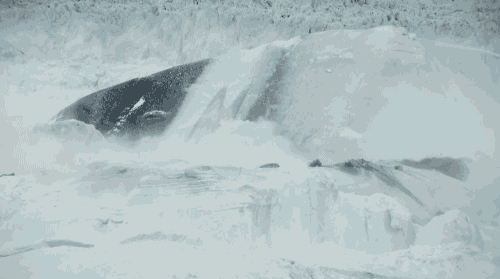 冰川  自然 冰崩 黑白 美景  glacier nature