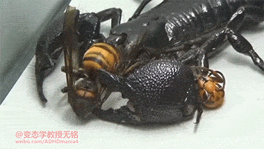 猎奇 帝王蝎 黄蜂 毒虫