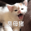 萌宠 猫咪 猫 臭母猪 生气