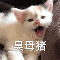 萌宠 猫咪 猫 臭母猪 生气