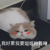 萌宠 猫星人 我好累 我要姐姐抱着睡 呆萌 可爱