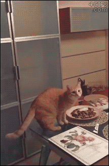 猫咪 跳跃 打翻 早餐