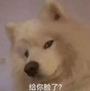 萌宠 汪星人 给你脸了 好奇 呆萌 可爱