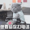 猫 萌宠 喵星人 想要给你打电话 撩 soogif soogif出品