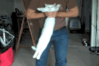 喵星人 铲屎官 跟错了主人 日常 二逼主人 猫 动物