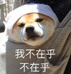 萌宠 汪星人 我不在乎 我真的不在乎 憨憨 可爱