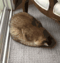 猫咪 可爱 萌宠 喵星人