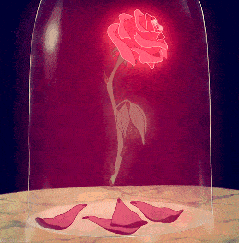 玫瑰 红色 花瓣掉落 芳香四溢