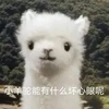 萌宠 羊驼 小羊驼能有什么坏心眼 无奈 呆萌 可爱