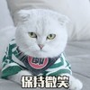 萌宠 喵星人 保持微笑 假笑 呆萌 可爱