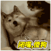 猫咪 萌猫 猪腩肉 调戏老婆 搞笑 抖音 抖音表情包 抖音表情 soogif soogif出品