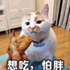 猫咪 卖萌 想吃 怕胖