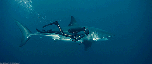 大白鲨 潜水员 跟随 拍摄 电影 海洋 ocean nature
