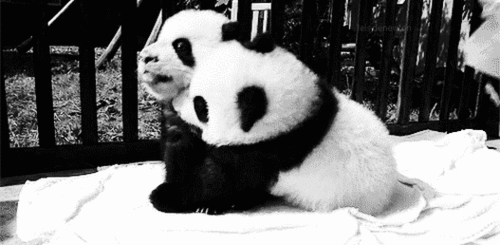 熊猫 可爱 抱一起 倒下
