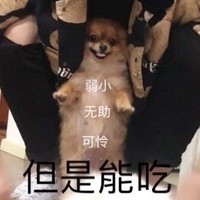 萌宠 汪星人 弱小可怜无助 但是能吃 搞怪 呆萌