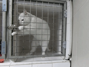 动物 小猫 笼子 看门 走出去