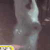 萌宠 狗狗 站起来