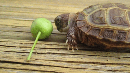 乌龟 吃东西 绿色 慢动作