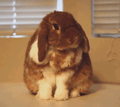 兔子 洗脸 干净 可爱