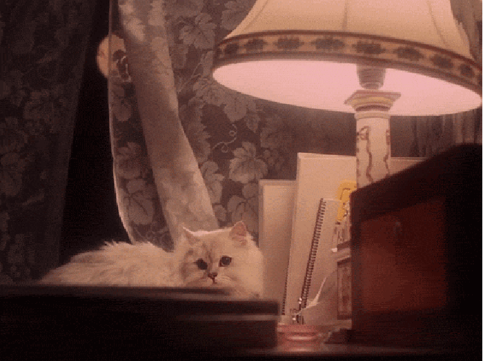 桌子 猫咪 窗帘 台灯