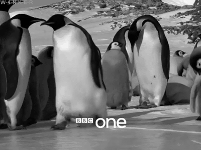 企鹅 penguin