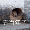 萌宠 汪星人 五百年了 难受 可爱 呆萌