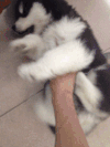 搞笑 真相