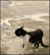 萌宠 萌萌哒 猫 打架
