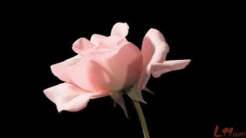 玫瑰 盛开 水粉色 转动的