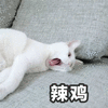 萌宠 喵星人 辣鸡 猫 搞怪 逗