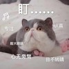 萌宠 猫星人 盯 目不转睛 呆萌 可爱