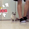 萌宠 猫咪 抬头 带着我啊