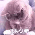 低头认错 猫