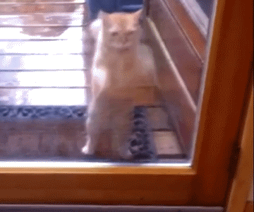 搞笑 猫咪 可爱 挠玻璃