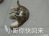 猫咪 地上 摔倒 装死 小哥你快回来